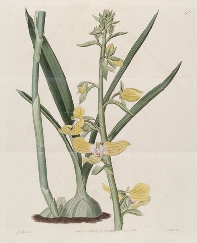 Illustratie van Eulophia speciosa (als syn. Lissochilus speciosus) door M. Hart